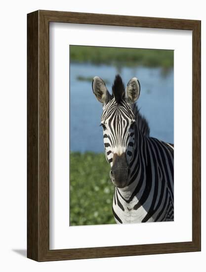 South Durban. Tala Game Reserve. Plains Zebra in Front of Pond-Cindy Miller Hopkins-Framed Photographic Print