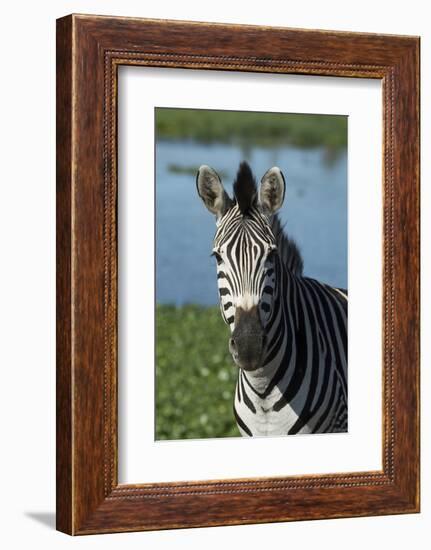 South Durban. Tala Game Reserve. Plains Zebra in Front of Pond-Cindy Miller Hopkins-Framed Photographic Print