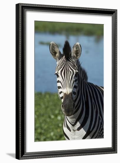 South Durban. Tala Game Reserve. Plains Zebra in Front of Pond-Cindy Miller Hopkins-Framed Photographic Print