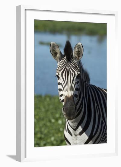 South Durban. Tala Game Reserve. Plains Zebra in Front of Pond-Cindy Miller Hopkins-Framed Photographic Print