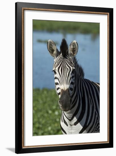 South Durban. Tala Game Reserve. Plains Zebra in Front of Pond-Cindy Miller Hopkins-Framed Photographic Print