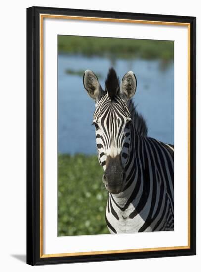 South Durban. Tala Game Reserve. Plains Zebra in Front of Pond-Cindy Miller Hopkins-Framed Photographic Print