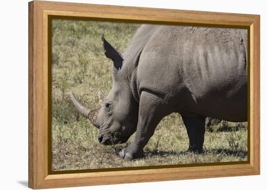 South Durban. Tala Game Reserve. White Rhino-Cindy Miller Hopkins-Framed Premier Image Canvas