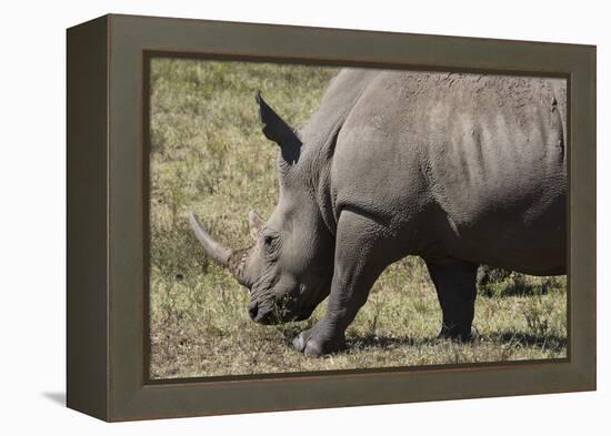 South Durban. Tala Game Reserve. White Rhino-Cindy Miller Hopkins-Framed Premier Image Canvas