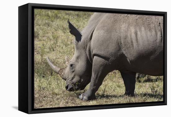 South Durban. Tala Game Reserve. White Rhino-Cindy Miller Hopkins-Framed Premier Image Canvas