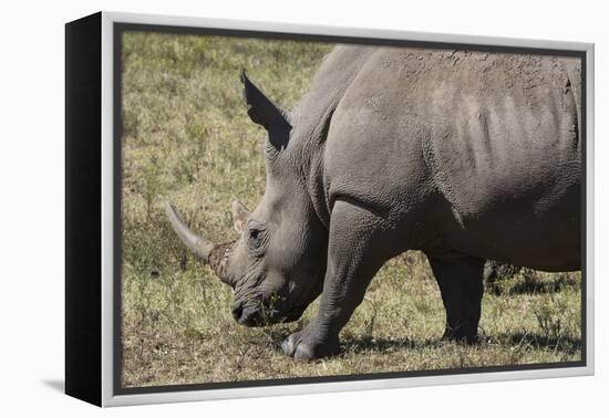 South Durban. Tala Game Reserve. White Rhino-Cindy Miller Hopkins-Framed Premier Image Canvas