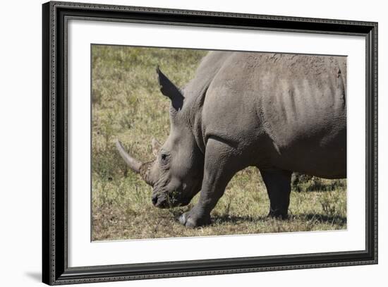 South Durban. Tala Game Reserve. White Rhino-Cindy Miller Hopkins-Framed Photographic Print