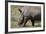 South Durban. Tala Game Reserve. White Rhino-Cindy Miller Hopkins-Framed Photographic Print