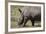 South Durban. Tala Game Reserve. White Rhino-Cindy Miller Hopkins-Framed Photographic Print