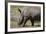 South Durban. Tala Game Reserve. White Rhino-Cindy Miller Hopkins-Framed Photographic Print