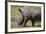 South Durban. Tala Game Reserve. White Rhino-Cindy Miller Hopkins-Framed Photographic Print