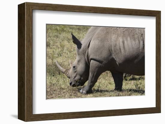 South Durban. Tala Game Reserve. White Rhino-Cindy Miller Hopkins-Framed Photographic Print