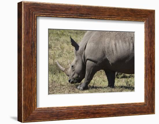 South Durban. Tala Game Reserve. White Rhino-Cindy Miller Hopkins-Framed Photographic Print