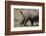 South Durban. Tala Game Reserve. White Rhino-Cindy Miller Hopkins-Framed Photographic Print