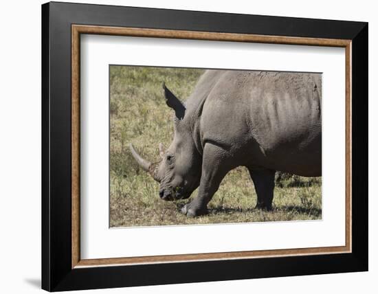 South Durban. Tala Game Reserve. White Rhino-Cindy Miller Hopkins-Framed Photographic Print