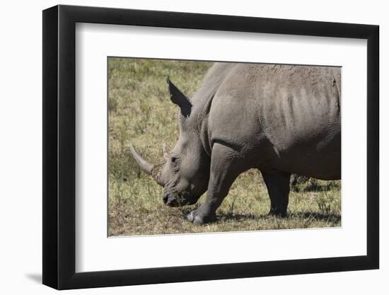 South Durban. Tala Game Reserve. White Rhino-Cindy Miller Hopkins-Framed Photographic Print