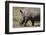 South Durban. Tala Game Reserve. White Rhino-Cindy Miller Hopkins-Framed Photographic Print