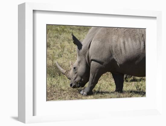 South Durban. Tala Game Reserve. White Rhino-Cindy Miller Hopkins-Framed Photographic Print