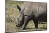 South Durban. Tala Game Reserve. White Rhino-Cindy Miller Hopkins-Mounted Photographic Print