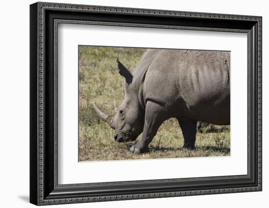 South Durban. Tala Game Reserve. White Rhino-Cindy Miller Hopkins-Framed Photographic Print