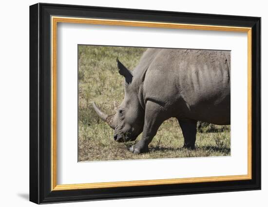 South Durban. Tala Game Reserve. White Rhino-Cindy Miller Hopkins-Framed Photographic Print