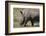 South Durban. Tala Game Reserve. White Rhino-Cindy Miller Hopkins-Framed Photographic Print