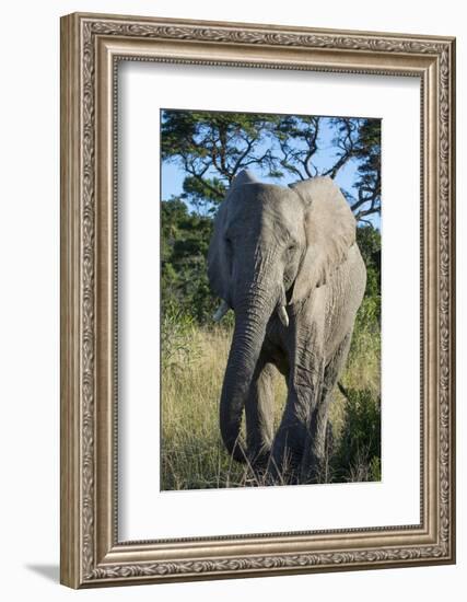 South Eastern Cape, Inkwenkwezi Game Reserve. African Elephant-Cindy Miller Hopkins-Framed Photographic Print