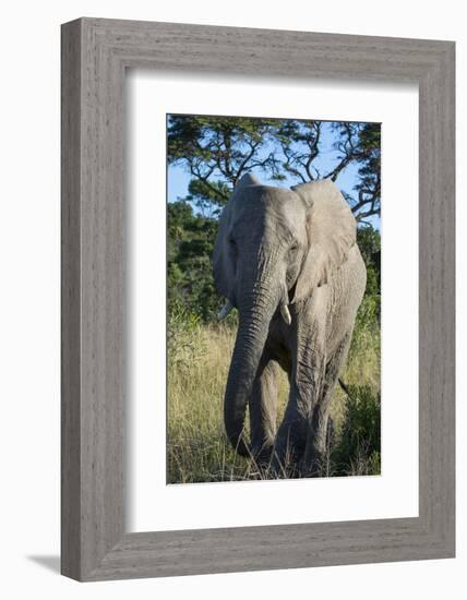 South Eastern Cape, Inkwenkwezi Game Reserve. African Elephant-Cindy Miller Hopkins-Framed Photographic Print