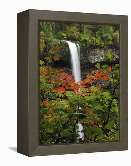 South Falls in Autumn, Silver Falls State Park, Oregon, USA-Michel Hersen-Framed Premier Image Canvas