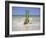 South Florida Pineapple IV-Adam Mead-Framed Photographic Print