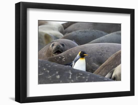 South Georgia. A king penguin finds its way through the elephant seals lying on the beach-Ellen Goff-Framed Photographic Print
