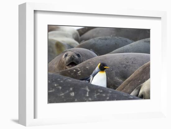 South Georgia. A king penguin finds its way through the elephant seals lying on the beach-Ellen Goff-Framed Photographic Print