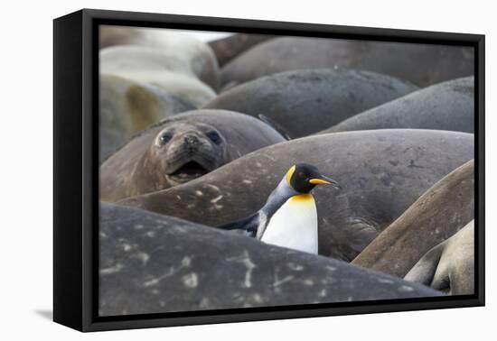 South Georgia. A king penguin finds its way through the elephant seals lying on the beach-Ellen Goff-Framed Premier Image Canvas