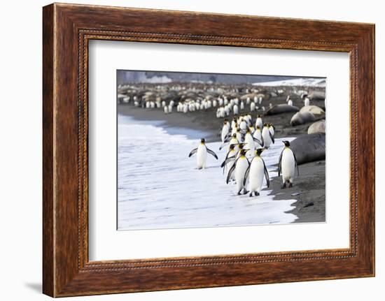 South Georgia. A large group of king penguins walk at the edge of the water-Ellen Goff-Framed Photographic Print