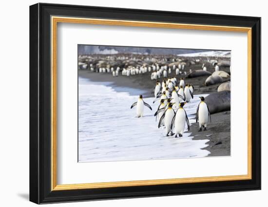 South Georgia. A large group of king penguins walk at the edge of the water-Ellen Goff-Framed Photographic Print