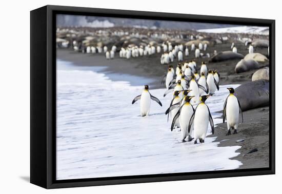 South Georgia. A large group of king penguins walk at the edge of the water-Ellen Goff-Framed Premier Image Canvas