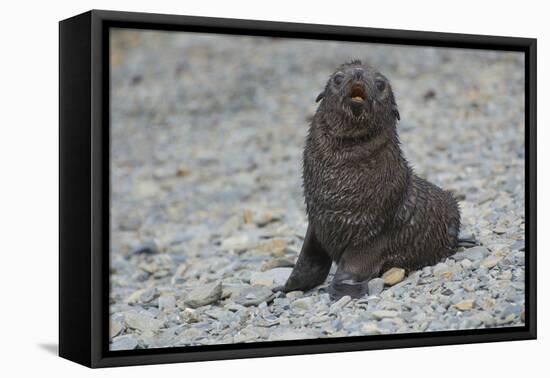 South Georgia. Antarctic Fur Seal, Arctocephalus Gazella, Pup-Inger Hogstrom-Framed Premier Image Canvas