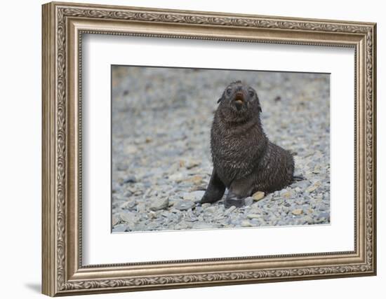 South Georgia. Antarctic Fur Seal, Arctocephalus Gazella, Pup-Inger Hogstrom-Framed Photographic Print