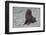 South Georgia. Antarctic Fur Seal, Arctocephalus Gazella, Pup-Inger Hogstrom-Framed Photographic Print