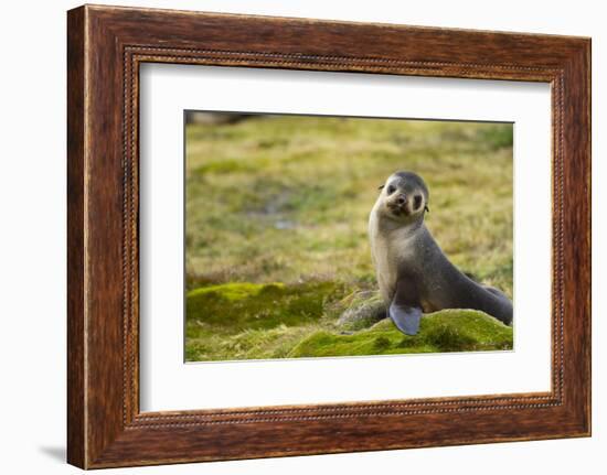 South Georgia. Antarctic Fur Seal, Arctocephalus Gazella, Pup-Inger Hogstrom-Framed Photographic Print