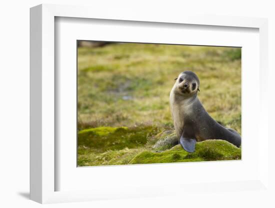 South Georgia. Antarctic Fur Seal, Arctocephalus Gazella, Pup-Inger Hogstrom-Framed Photographic Print