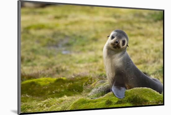 South Georgia. Antarctic Fur Seal, Arctocephalus Gazella, Pup-Inger Hogstrom-Mounted Photographic Print