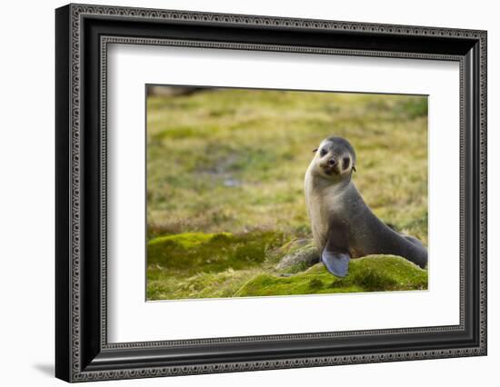 South Georgia. Antarctic Fur Seal, Arctocephalus Gazella, Pup-Inger Hogstrom-Framed Photographic Print