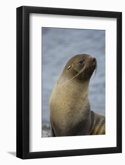 South Georgia. Antarctic Fur Seal, Arctocephalus Gazella-Inger Hogstrom-Framed Photographic Print