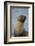 South Georgia. Antarctic Fur Seal, Arctocephalus Gazella-Inger Hogstrom-Framed Photographic Print