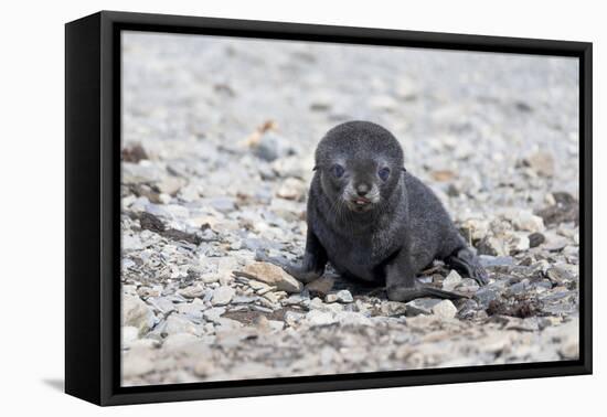 South Georgia, Antarctic fur seal. Portrait of a very young fur seal pup with blue eyes.-Ellen Goff-Framed Premier Image Canvas