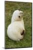 South Georgia. Antarctic Fur Seal Pup in the Rare Blonde Color-Inger Hogstrom-Mounted Photographic Print