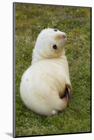 South Georgia. Antarctic Fur Seal Pup in the Rare Blonde Color-Inger Hogstrom-Mounted Photographic Print