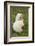 South Georgia. Antarctic Fur Seal Pup in the Rare Blonde Color-Inger Hogstrom-Framed Photographic Print