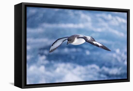 South Georgia, cape petrel or pintado, Daption capense. A cape petrel flies alongside-Ellen Goff-Framed Premier Image Canvas